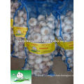 Fresh white garlic/ 10KG bulk garlic/ Garlic in China